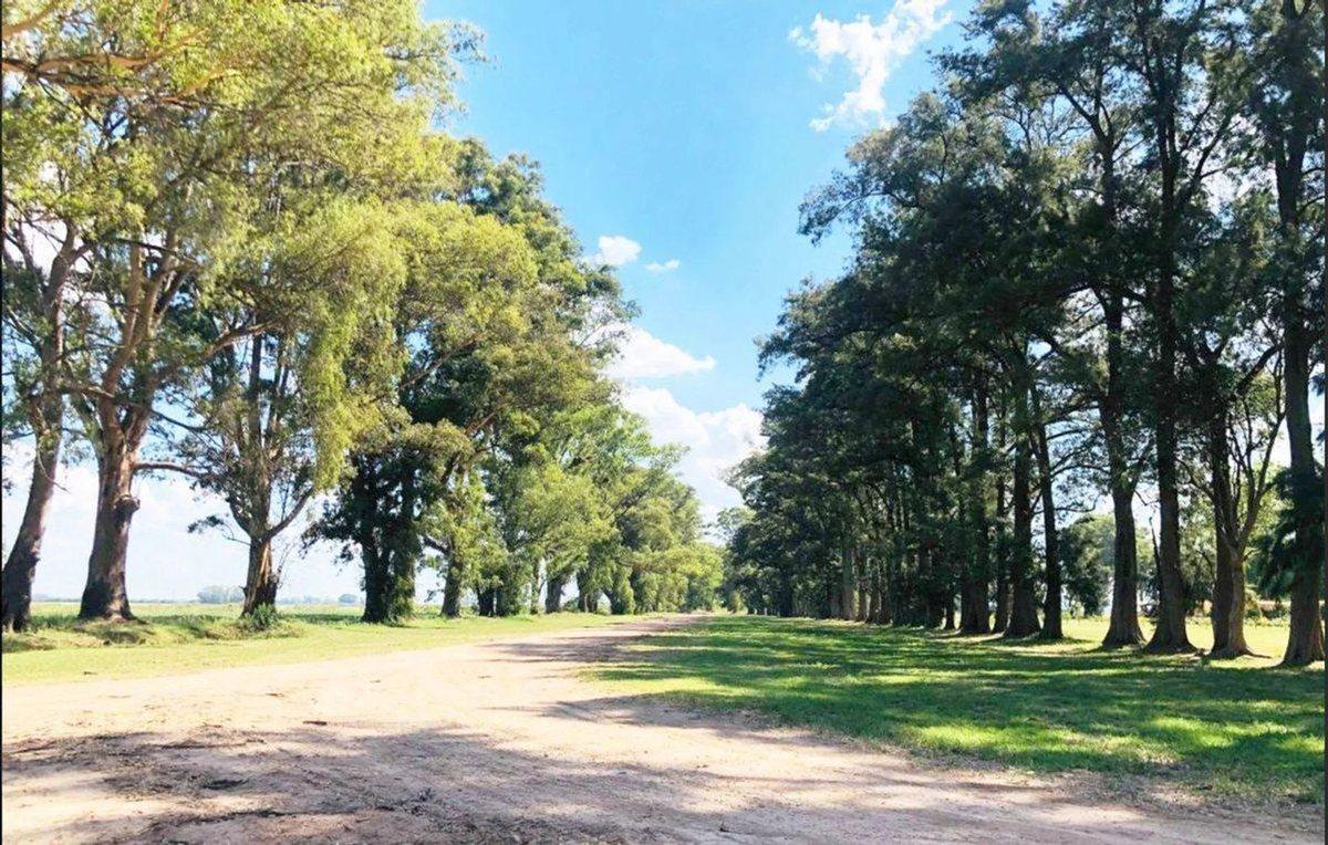 Foto de Venta Terreno Tres Pinos Barrio Norte, imagen 5