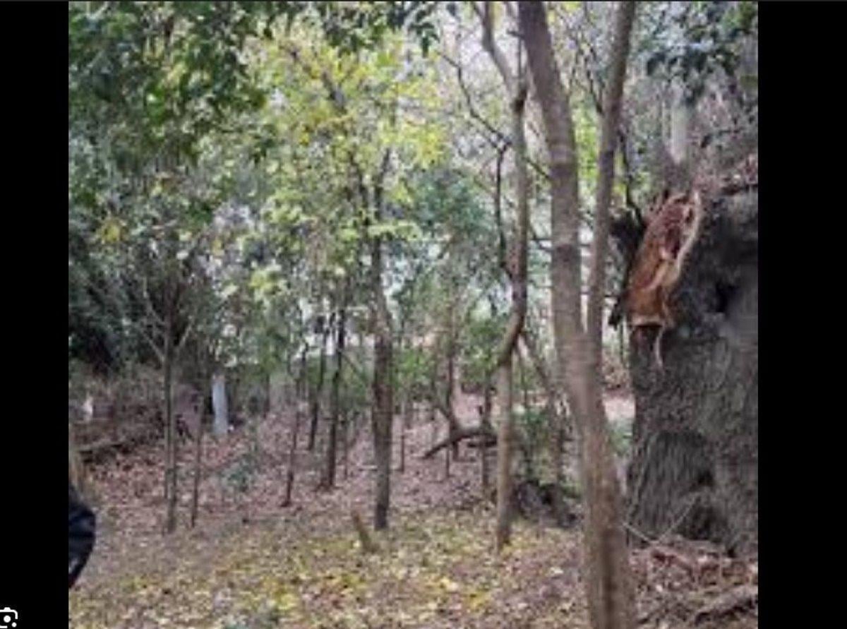 Foto de Venta Terreno Bernal p/ emprendimiento de 4400 m2, imagen 5
