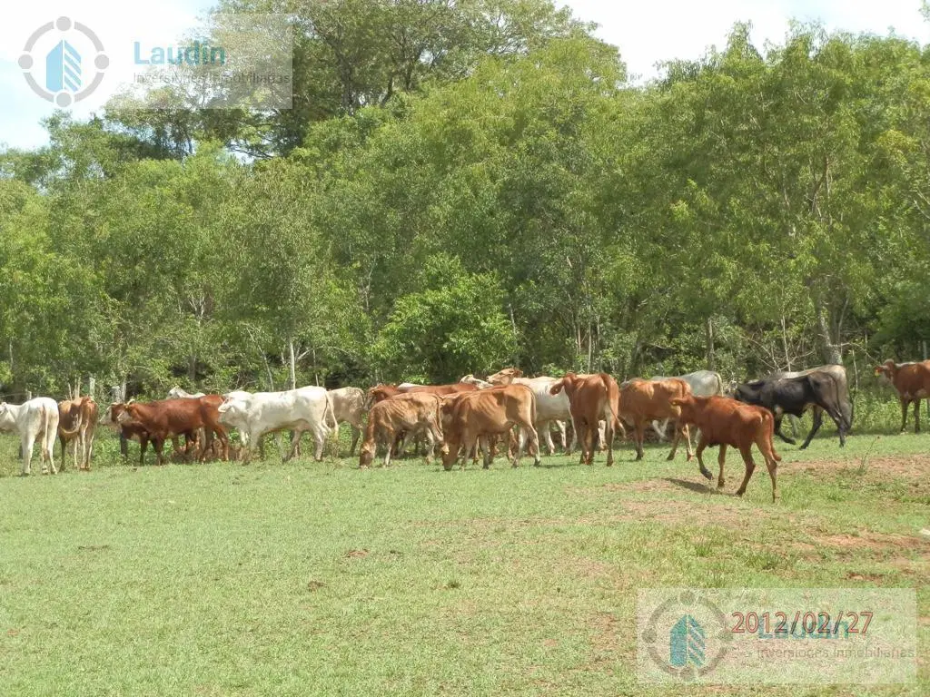 Se vende Campo ganadero forestal - Santa Ana 2