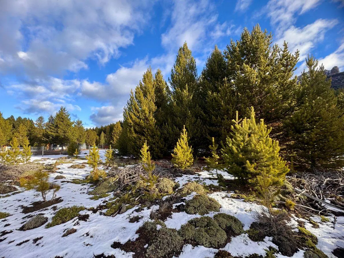 ️Lote Terreno en Villa Lago Meliquina️ San Martin de los Andes Neuquen Patagonia Argentina 3