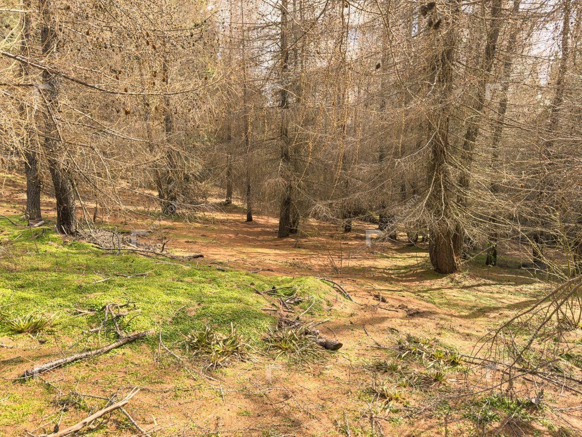 Foto de Terreno de 640 m² en venta en El Remanso San Martín de los Andes, imagen 2