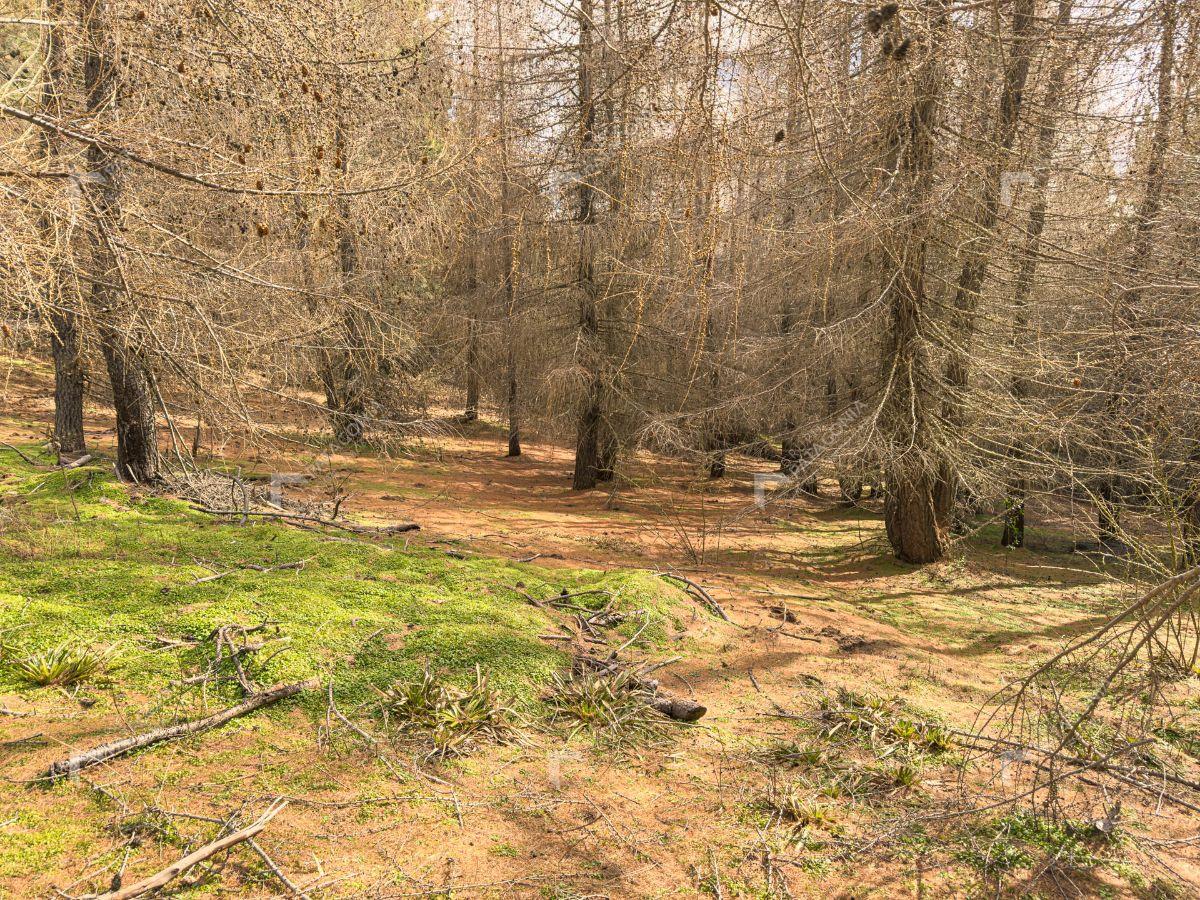 Foto de Terreno de 640 m² en venta en El Remanso San Martín de los Andes, imagen 5