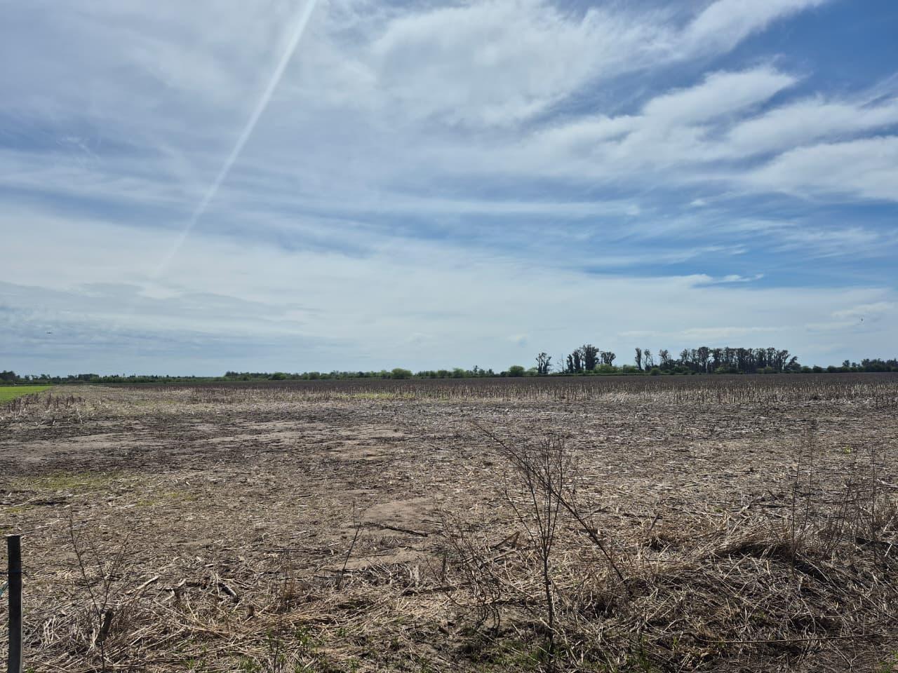 Foto de Campo en Maciel, imagen 3