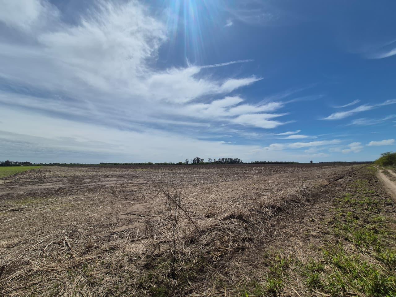 Foto de Campo en Maciel, imagen 2