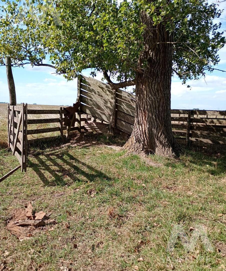 Foto de Campo "El Jilguero" - 302 hectareas en Venta en Comandante Giribone, imagen 5