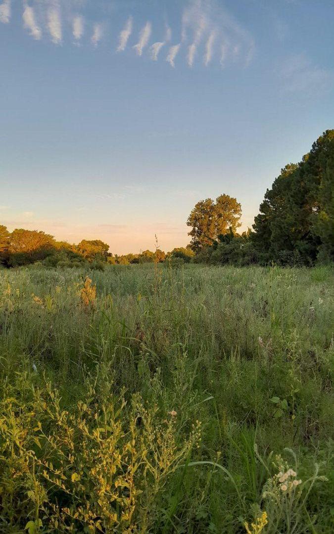 Foto de VENTA DE TERRENO EN RINCÓN, imagen 2