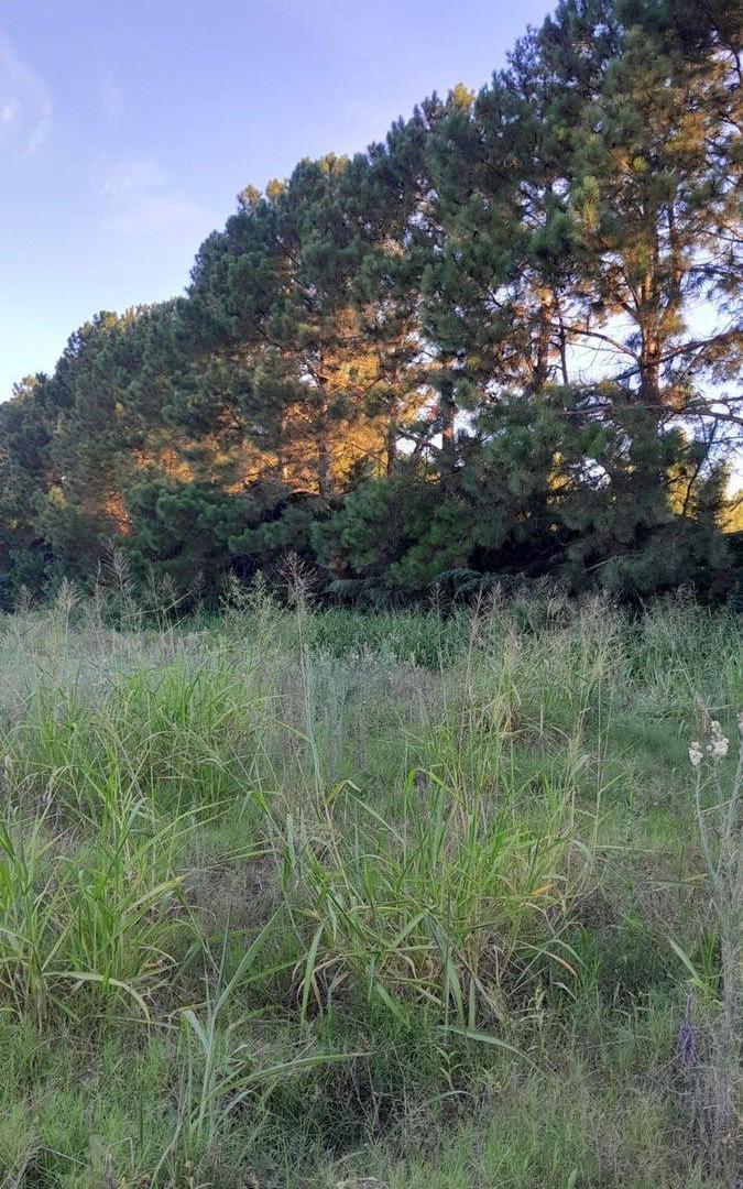 Foto de VENTA DE TERRENO EN RINCÓN, imagen 3