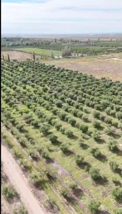 Excelente finca con plantación de olivos en venta 5