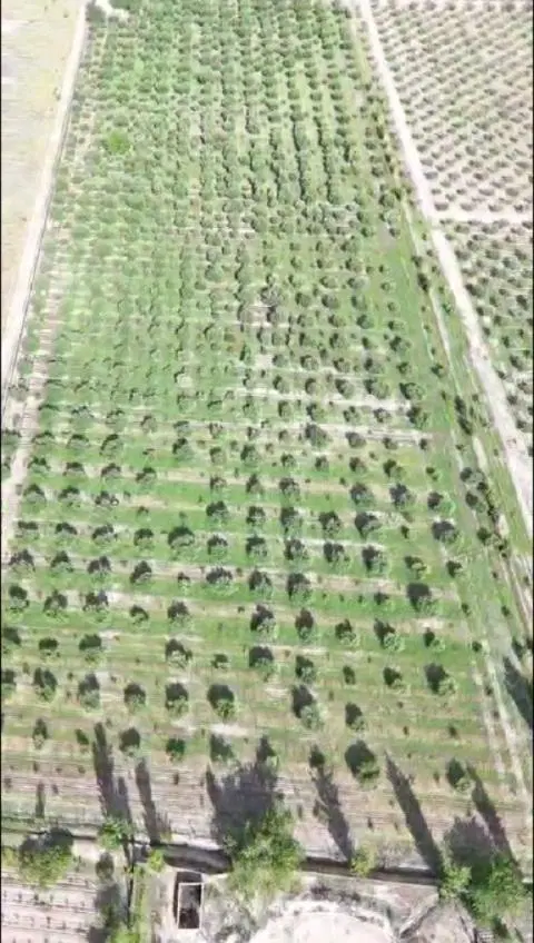 Excelente finca con plantación de olivos en venta 1