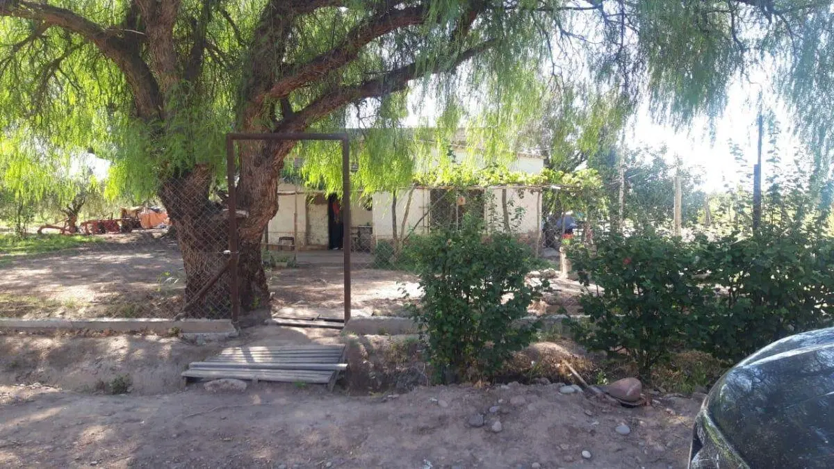 Excelente finca con plantación de olivos en venta 4