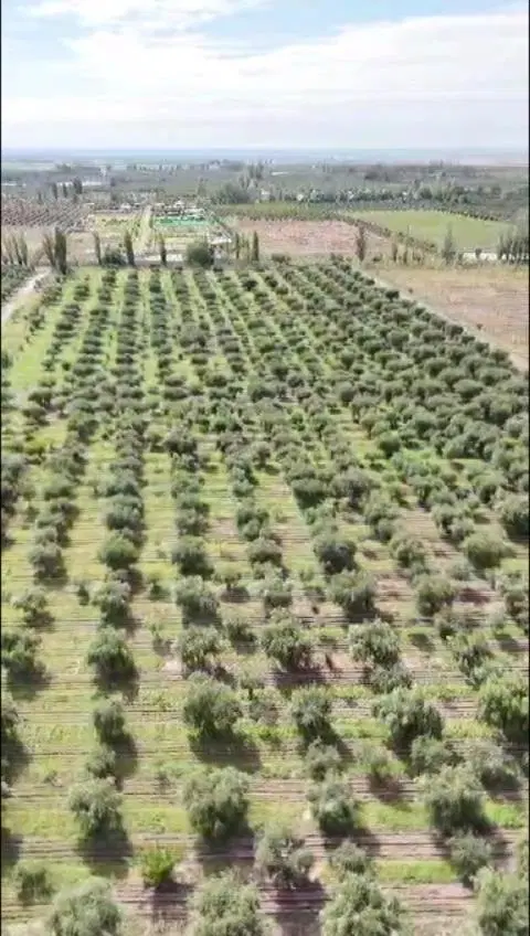 Excelente finca con plantación de olivos en venta 2