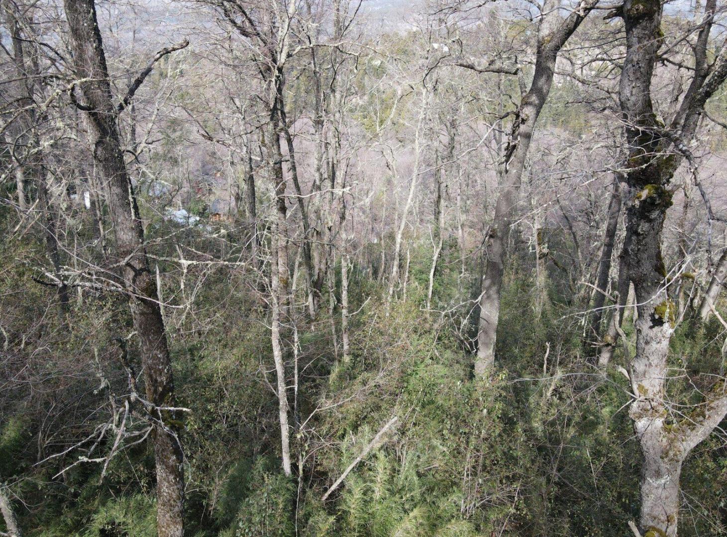 Foto de TERRENO Bº Los Robles - Los Raulies 400, imagen 3