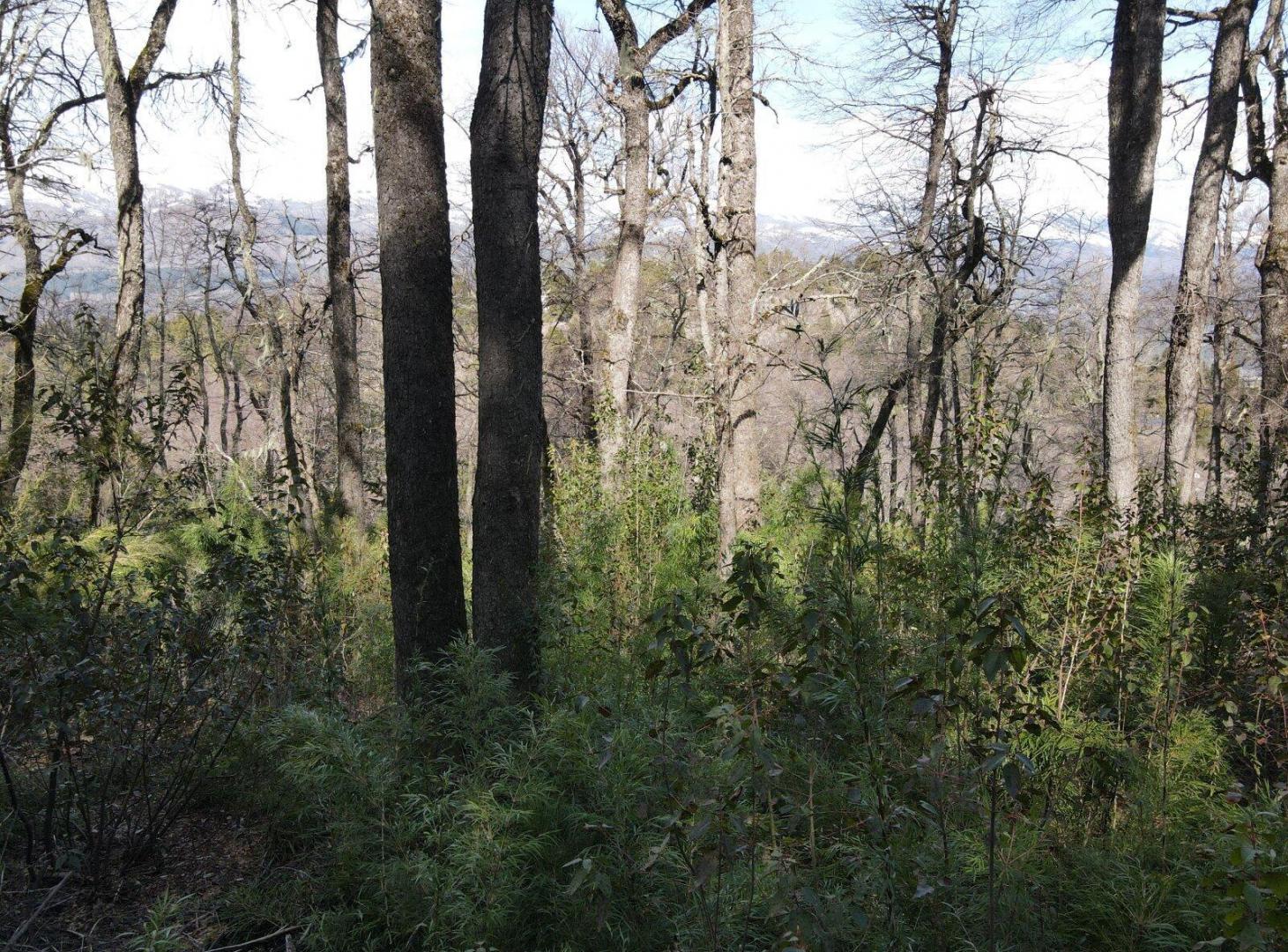 Foto de TERRENO Bº Los Robles - Los Raulies 400, imagen 4