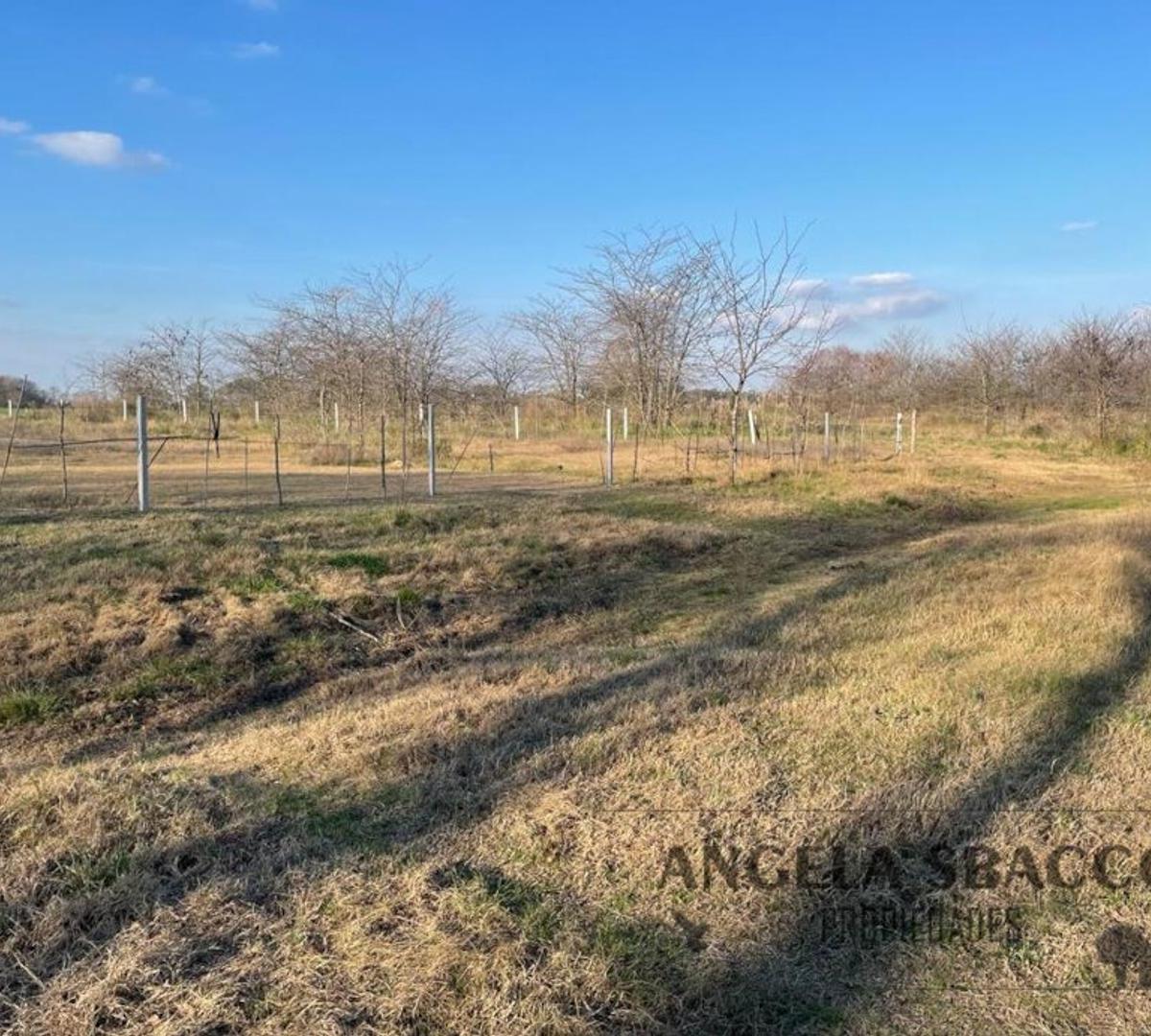 Foto de Hermoso Campito de dos hectareas., imagen 5