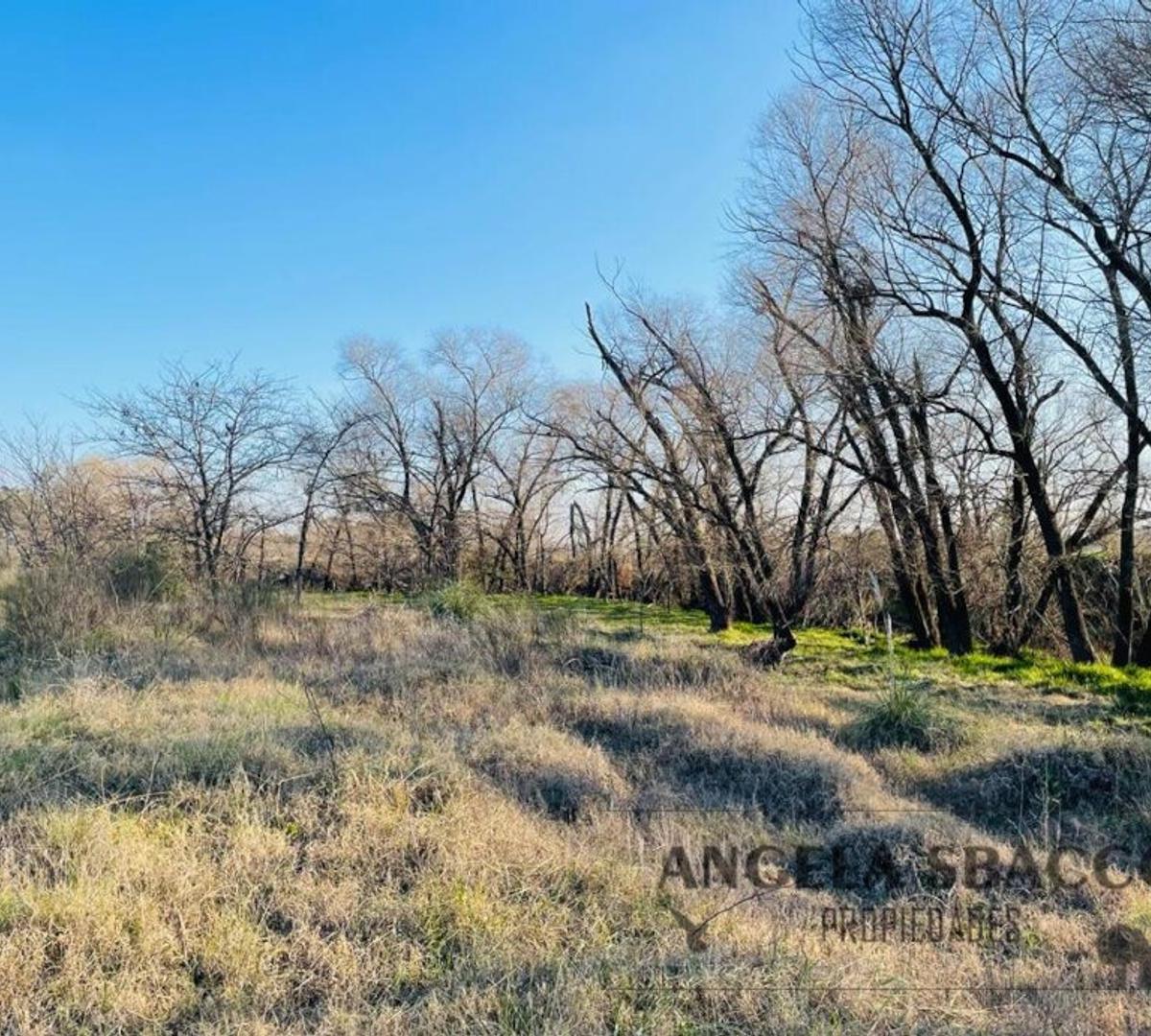 Foto de Hermoso Campito de dos hectareas., imagen 3
