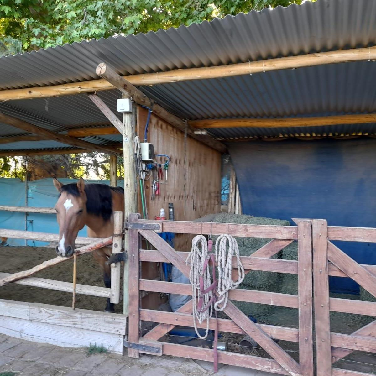 Casa de 3 Habiataciones, 3 Baños, con Piscina en Pedriel, Luján de Cuyo 3