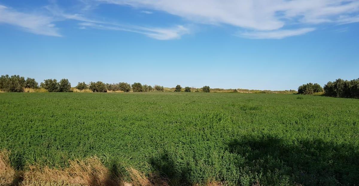 Venta Finca 50 Has en Lavalle Mendoza