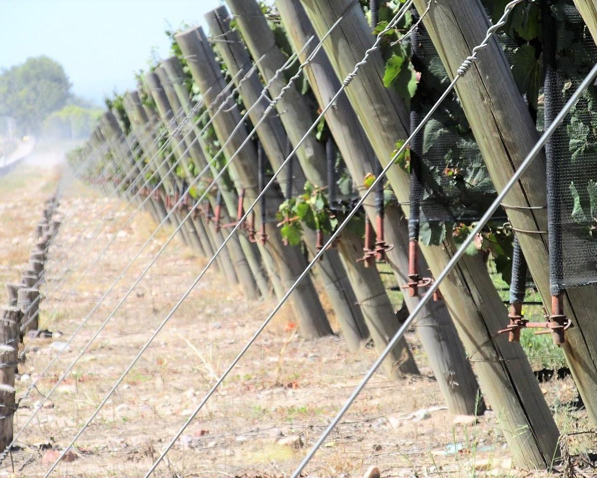 Venta Finca 61 Has con Viñedos Premium Tunuyan Mendoza 4