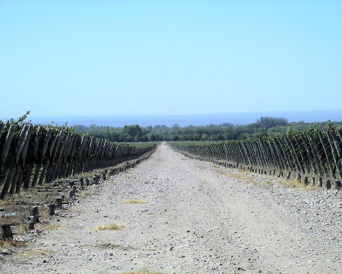 Venta Finca 61 Has con Viñedos Premium Tunuyan Mendoza 1