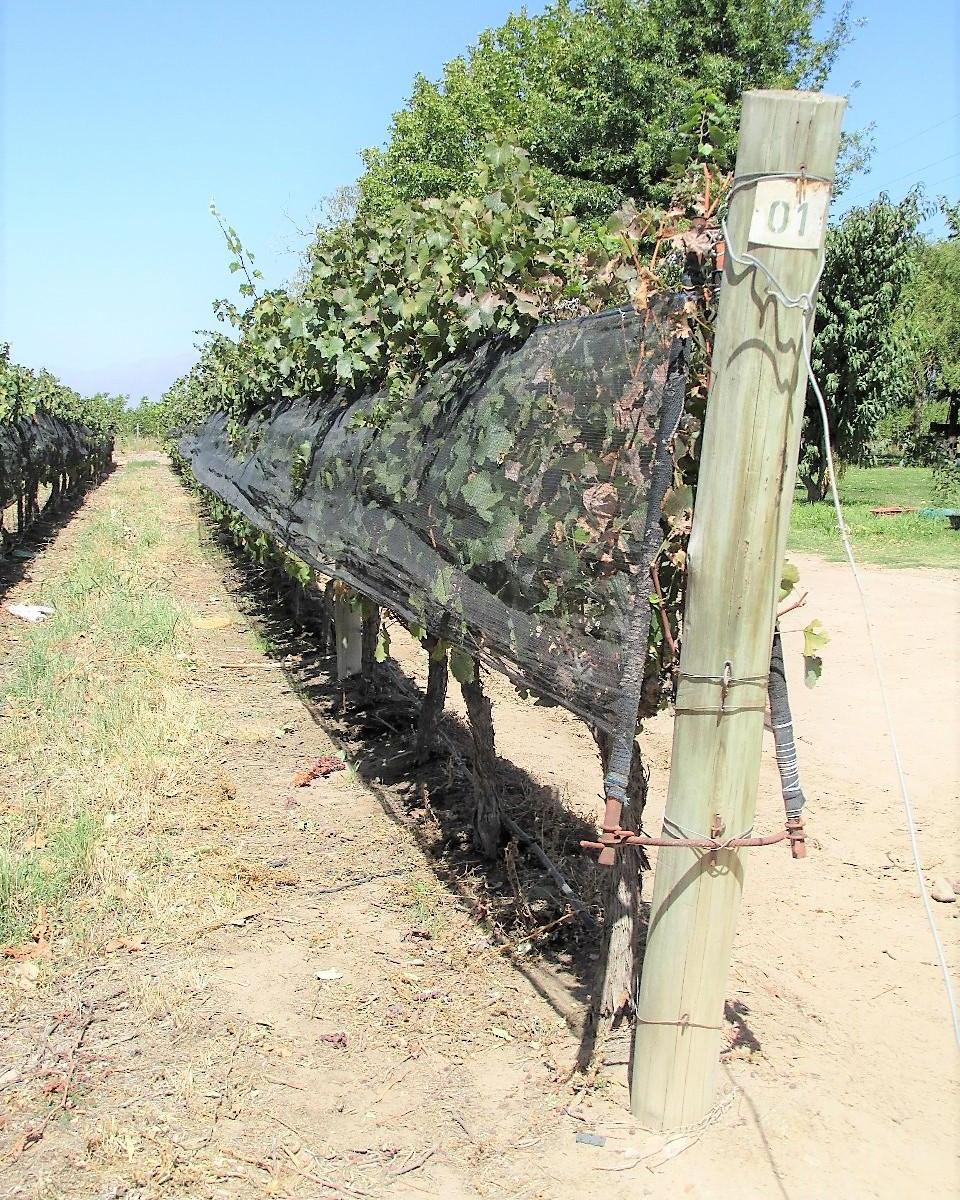 Venta Finca 61 Has con Viñedos Premium Tunuyan Mendoza 5