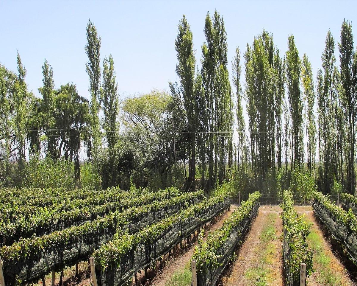 Venta Finca 61 Has con Viñedos Premium Tunuyan Mendoza 3