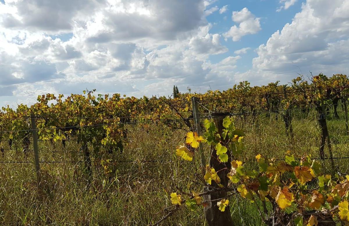 Venta Finca 100 Has en Rivadavia 1