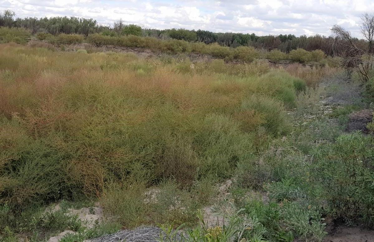 Venta Finca 100 Has en Rivadavia 5