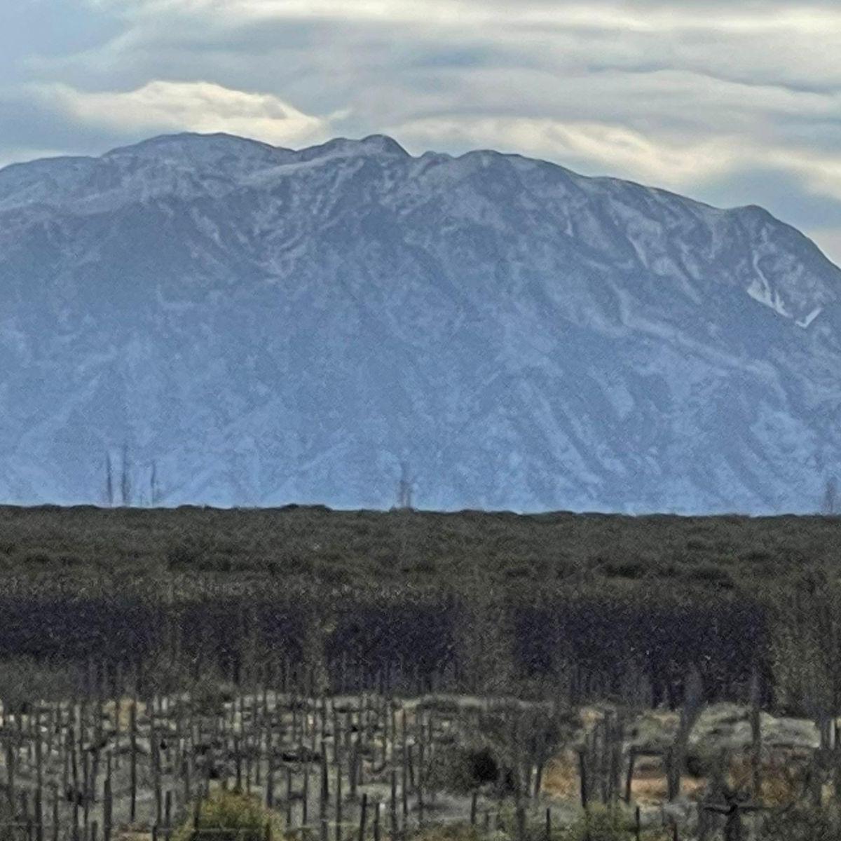 Venta Campo 100 Has Inculto Alto Agrelo Luján de Cuyo con Pozo. Zona Única 2