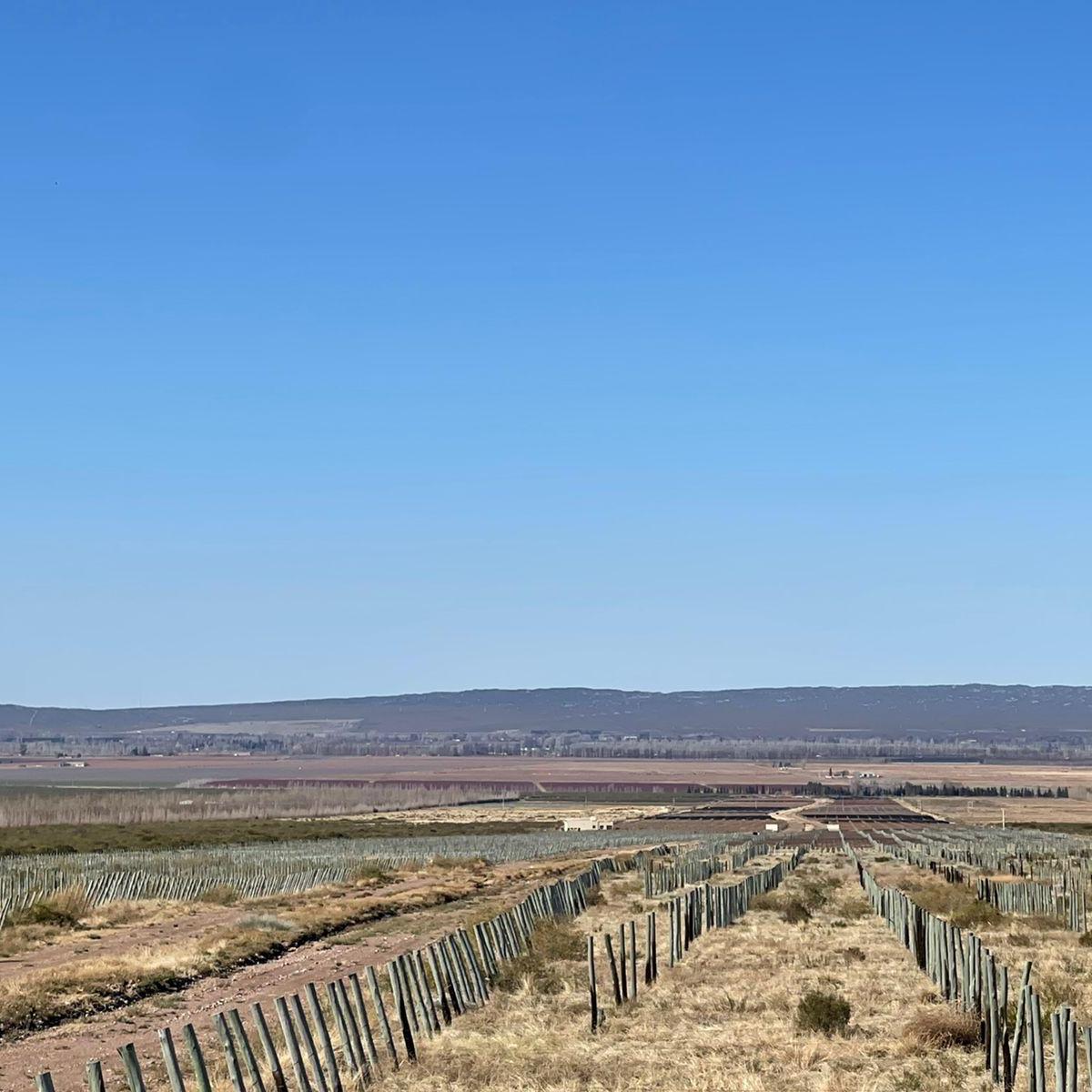Venta Campo 100 Has Inculto Alto Agrelo Luján de Cuyo con Pozo. Zona Única 3