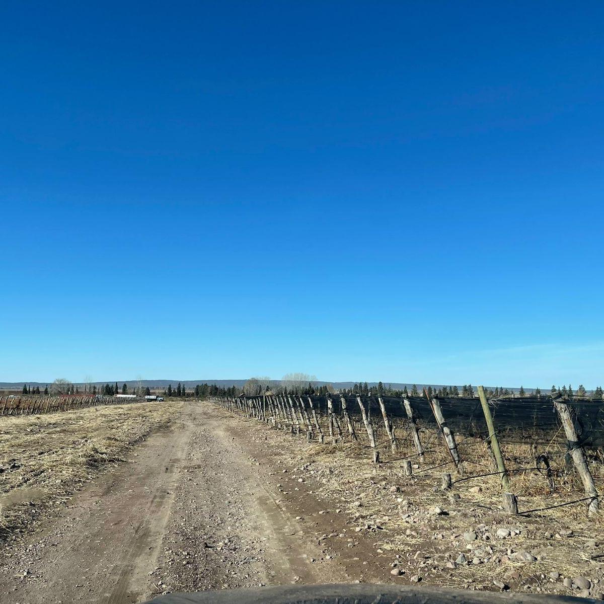 Venta Campo 100 Has Inculto Alto Agrelo Luján de Cuyo con Pozo. Zona Única 1