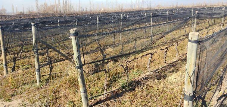Venta Finca con Viñedos de 33 Has en San Pablo Valle de Uco 5