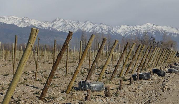 Venta Finca con Viñedos de 33 Has en San Pablo Valle de Uco 3