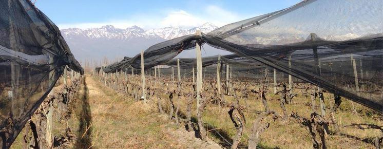Venta Finca con Viñedos de 33 Has en San Pablo Valle de Uco 2
