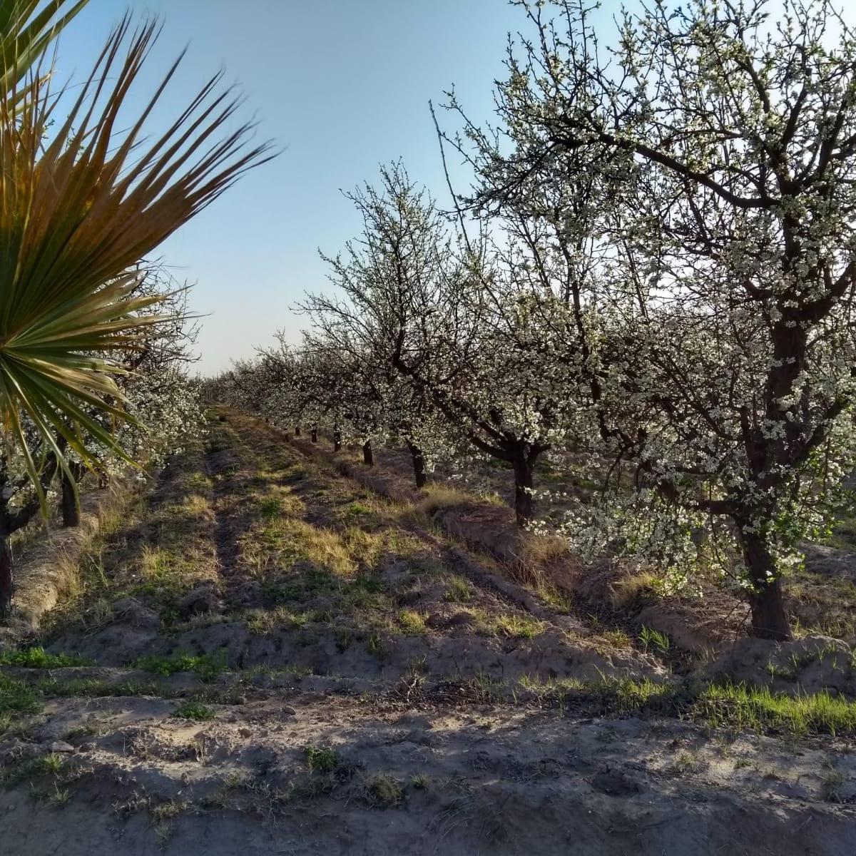 Viñedo en Venta 30 Ha - Las Catitas Santa Rosa 5