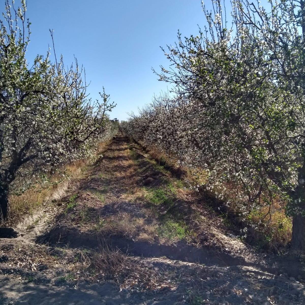 Viñedo en Venta 30 Ha - Las Catitas Santa Rosa 4