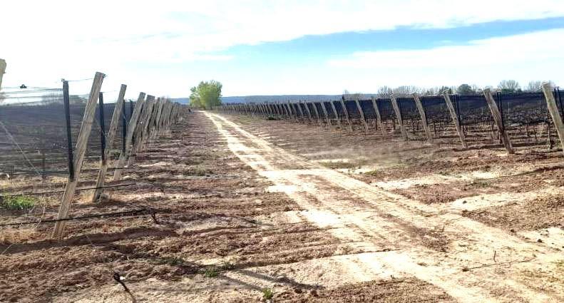 Venta Finca 26 Has con Viñedos Premium en Alto Agrelo Lujan de Cuyo 4