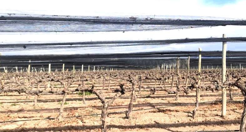 Venta Finca 26 Has con Viñedos Premium en Alto Agrelo Lujan de Cuyo 1