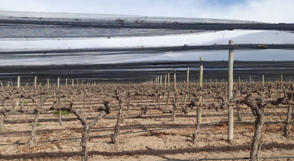 Venta Finca 26 Has con Viñedos Premium en Alto Agrelo Lujan de Cuyo 3