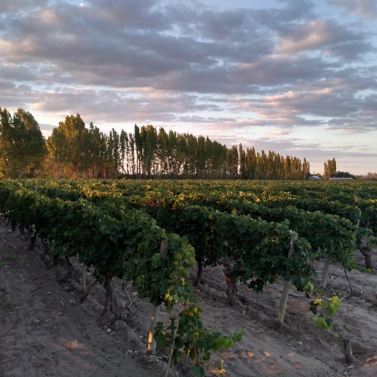 Finca Las Catitas, Mendoza 4