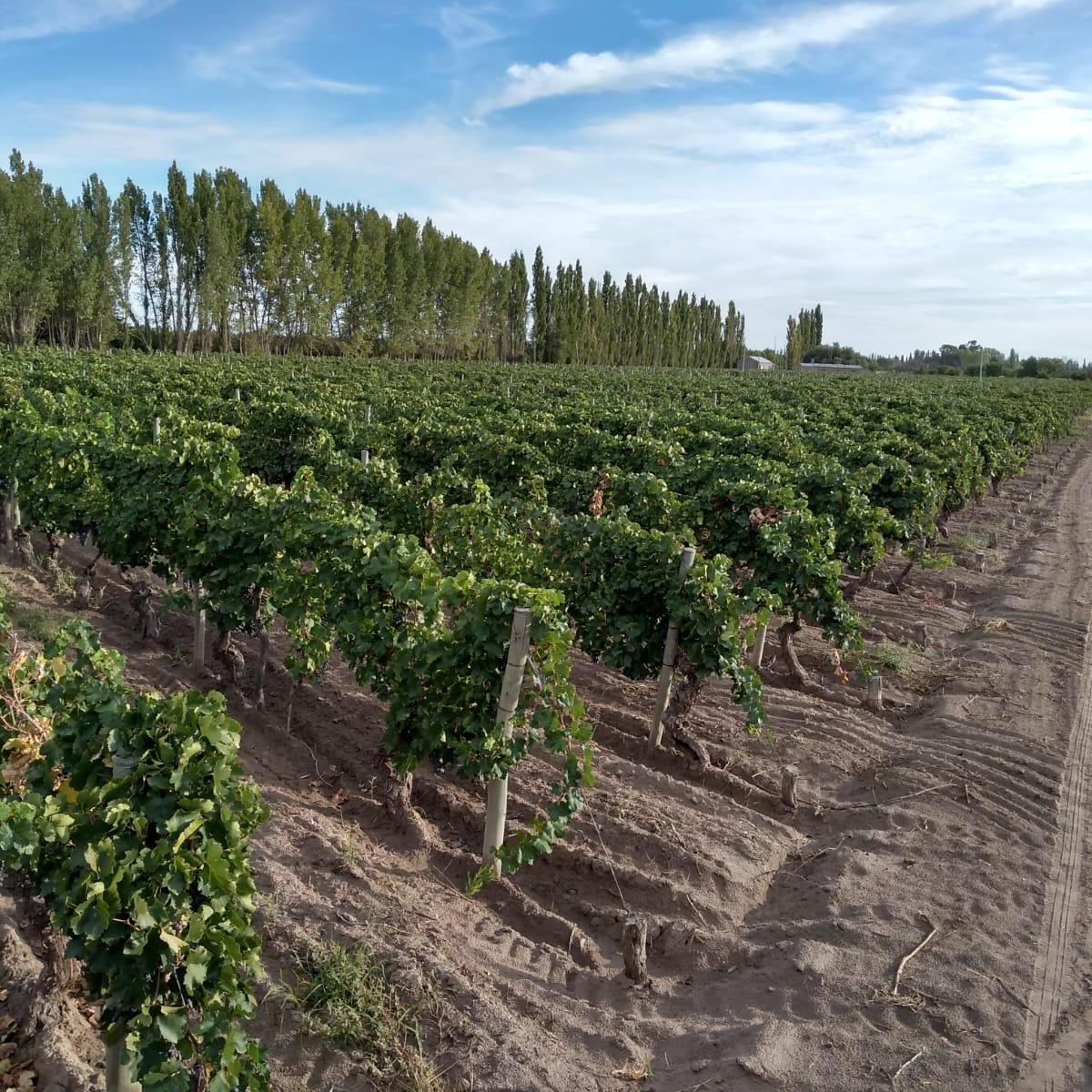 Finca Las Catitas, Mendoza 5