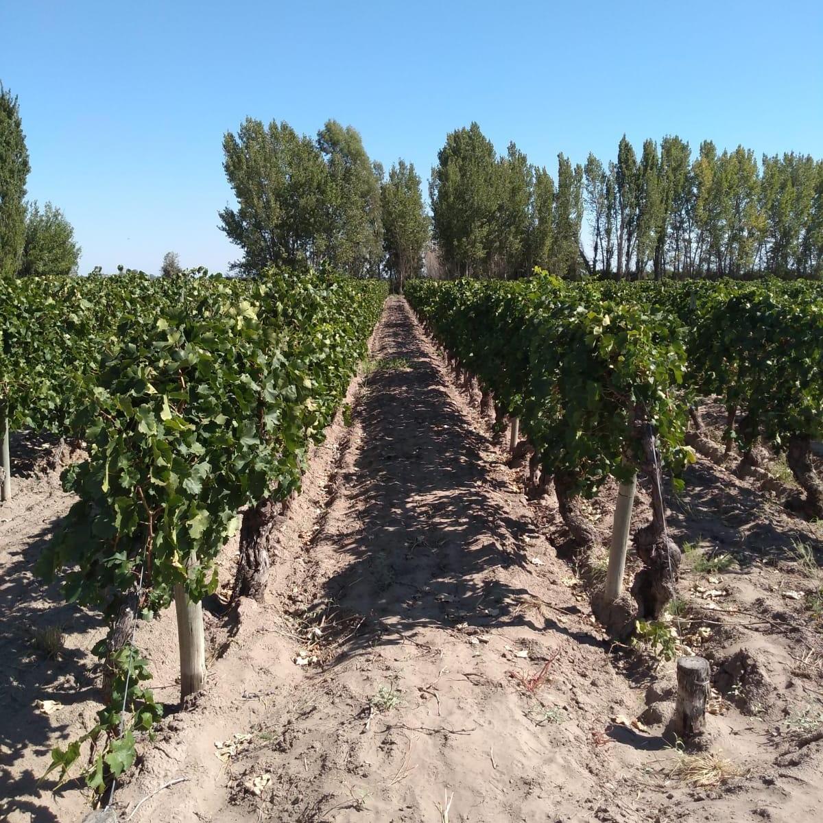 Finca Las Catitas, Mendoza 2