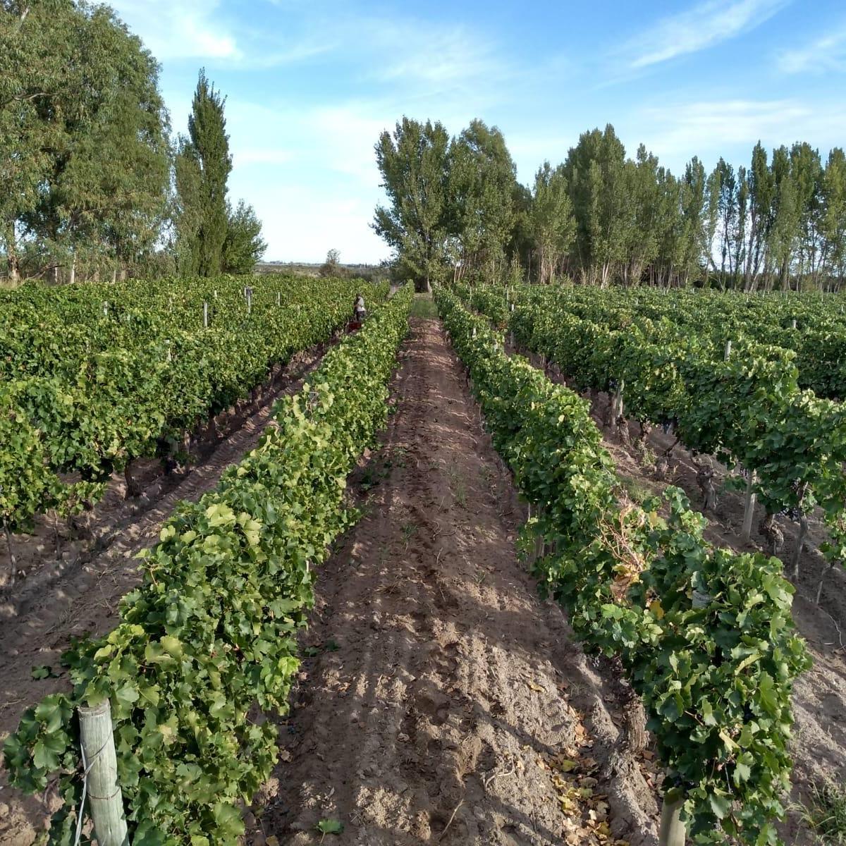 Finca Las Catitas, Mendoza 3