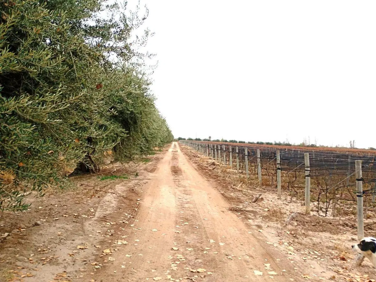 Venta Finca 20 Has viñedos Junín Ideal Enoturismo 4