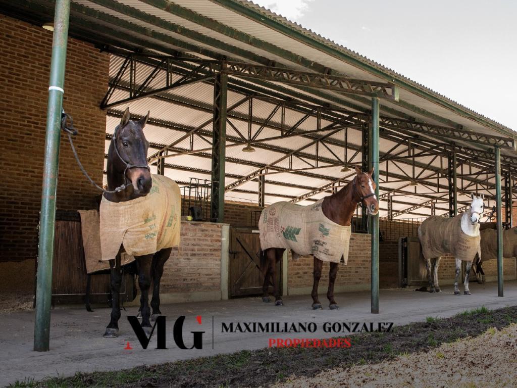 Foto de Lote sector bosque venta - La Dolfina, Cañuelas, imagen 5