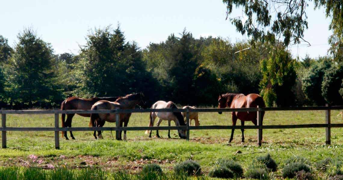 Foto de la propiedad en Barrio El Campo - Fincas Exclusivas Cardales Km 3, 6