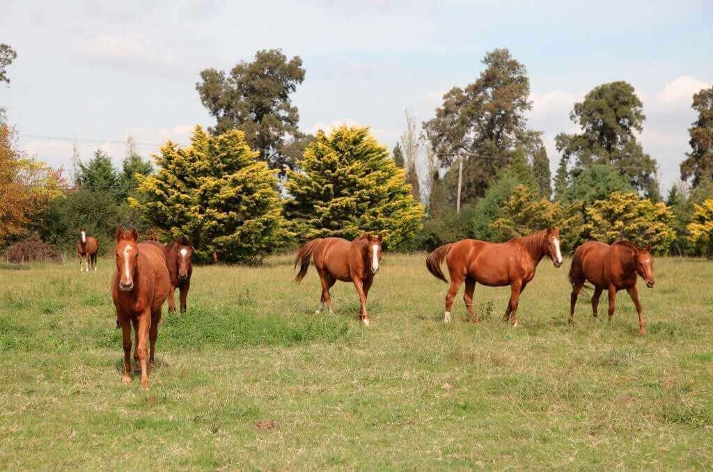 Foto de la propiedad en Ruta 4, Km 3.5, El Campo - Fincas Exclusivas Cardales