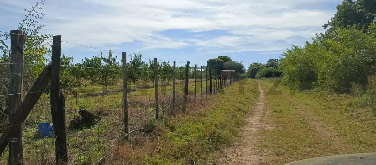 Campo y casa en venta, con plantacion de limones. Bella Vista, Corrientes. 2