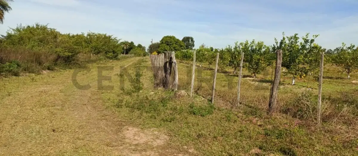 Campo y casa en venta, con plantacion de limones. Bella Vista, Corrientes. 3