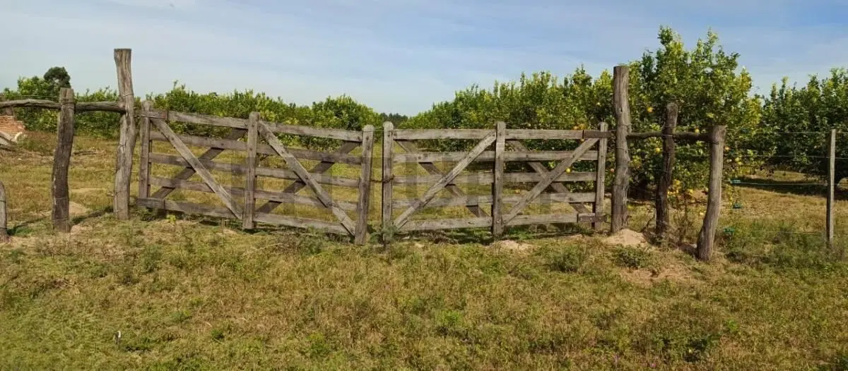 Campo y casa en venta, con plantacion de limones. Bella Vista, Corrientes. 5