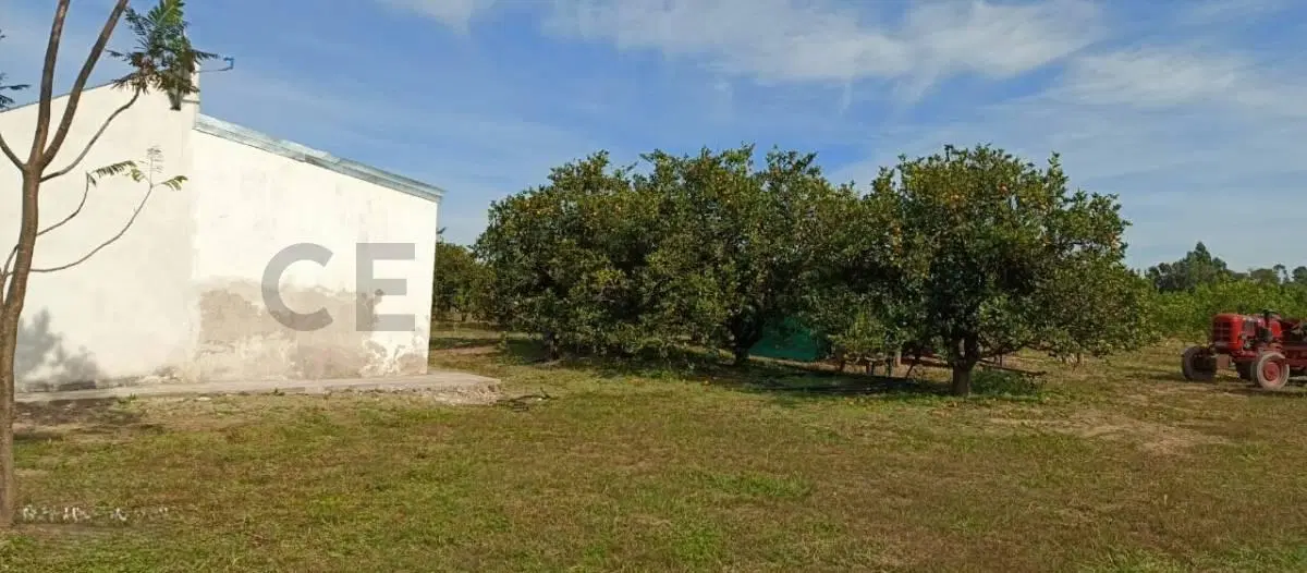 Campo y casa en venta, con plantacion de limones. Bella Vista, Corrientes. 4
